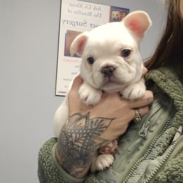 Big boy aka Yettie - Cream male French Bulldog puppy in North Branch, Minnesota from Halverson Bulldogges