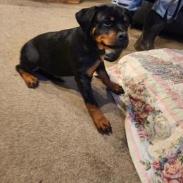 Girl 3 - Black and mahogany female Rottweiler puppy in Massachusetts from Von Gogginhaus Rottweilers