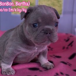 Bonnie - Tricolors female French Bulldog puppy in Spokane, Washington from Lilac City Frenchies
