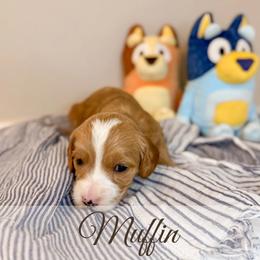 Muffin - Red  female Goldendoodle puppy in Melba, Idaho from KZ Doodles