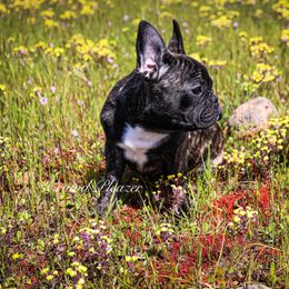 Buglette - Brindle French Bulldog puppy in Roseville, California from Crowd Pleazer Frenchies