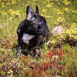 Buglette - Brindle French Bulldog puppy in Roseville, California from Crowd Pleazer Frenchies