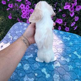 Fancy - Cream female Dachshund puppy in Cherry Tree, Oklahoma from Peavine Creek Dachshunds