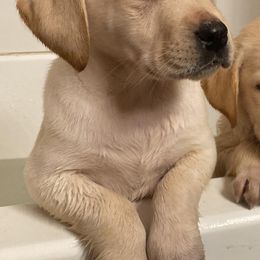 Labrador Retriever Puppies from Solano Retrievers