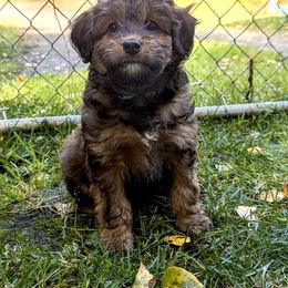 Aussiedoodle Puppies from Paisleys Doodles AK