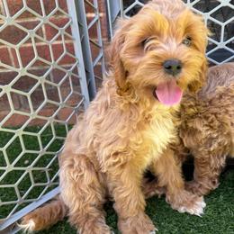 Rosé - Cream female Cockapoo puppy in Williamston, South Carolina from Sassy Bob’s Dogs