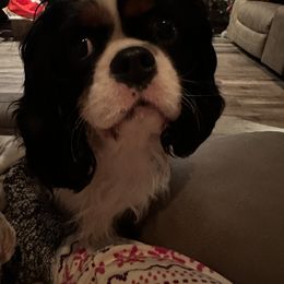 Nova - Cavalier King Charles Spaniel
