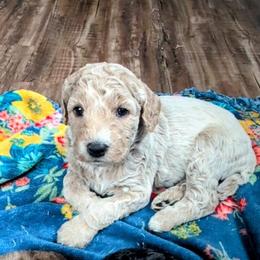 Draco - White male Sheepadoodle puppy in Austin, Texas from Darling Doodles