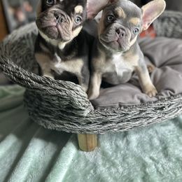 French Bulldog Puppies from Fancy Frenchies