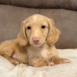 Brooklyn - Cream female Dachshund puppy in Jonesboro, Illinois from Twin Hills Dachshunds