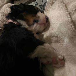 Pink - Black rust and white female Bernese Mountain Dog puppy in North Grove, Indiana from J&F Country Canines