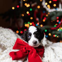Aussiedoodle and Australian Mountain Doodle Puppies from Farmstead Doodles