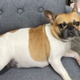 French Bulldogs from Main Street Frenchie