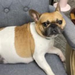 French Bulldogs from Main Street Frenchie