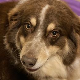 Harley - Australian Shepherd