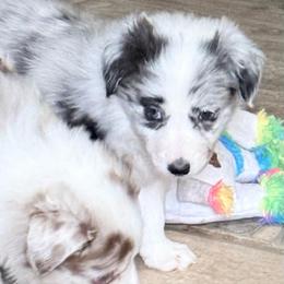 Ada - Blue merle female Border Collie puppy in Guffey, Colorado from Sunset Ridge
