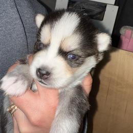 Jeep - Black and white male Pomsky puppy in Greenfield, Minnesota from SRF Pomskies
