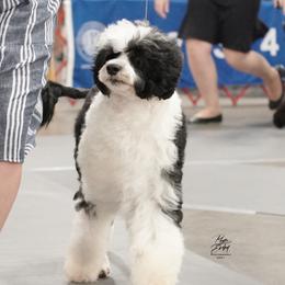 Splash - Portuguese Water Dog