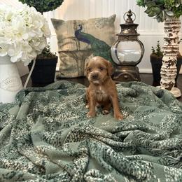Spumoni - Buff and white male Cockapoo puppy in Anderson, South Carolina from Cackalacky Companions