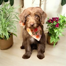 Chloe (reduced) - Brown and white female Aussiedoodle puppy in Valdosta, Georgia from Designer Doodles of South GA