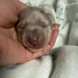 Luna - Dapple female Dachshund puppy in Chillicothe, Ohio from Brittney's Doxie Den
