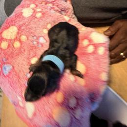 Dream - Black and rust male Miniature Pinscher puppy in Villa Rica, Georgia from Bridget GreenBoddy