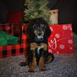 Dancer-  G1 Blue female - Phantom female Poodle puppy in Nelson, Missouri from MD Triple Creek Ranch