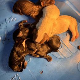 Toby - Black male English Cocker Spaniel puppy in Elko, Georgia from HillTop Brittany Kennel
