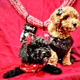 Biewer Terrier and Poodle Puppies from Alpha Tiny Paws