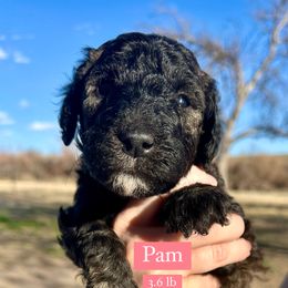 Girl 6: Pam - Brindle Poodle puppy in Grand Junction, Colorado from Riverbank Poodles