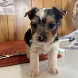 Boy 4 - Parti male Yorkshire Terrier puppy in Bear Creek, North Carolina from Yorkie Time