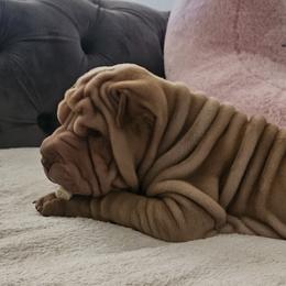 Tiny - Cream sable female Chinese Shar-Pei puppy in Bakersfield, California from Cashmerewrinkles