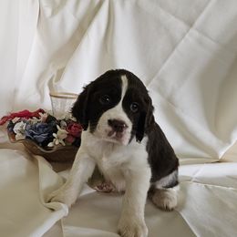 Girl 1 - female English Springer Spaniel puppy in Newville, Pennsylvania from Davis English Springer Spaniels