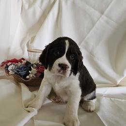 Girl 1 - female English Springer Spaniel puppy in Newville, Pennsylvania from Davis English Springer Spaniels