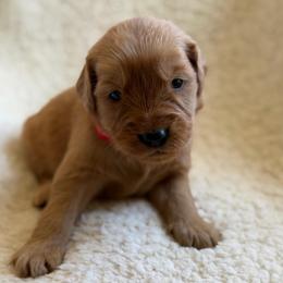 Chestnut - Boy - Dark golden male Golden Retriever puppy in La Verne, California from 4LoveofGoldens