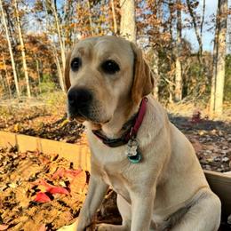 Chai - Labrador Retriever