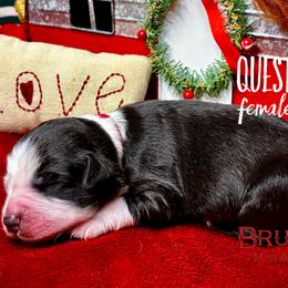 BRUSHY CREEKS QUEST - Black tri-color female Australian Shepherd puppy in Red Oak, Texas from Brushy Creek Aussies & Mini Aussies