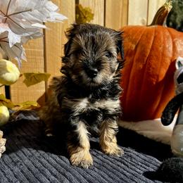 Jenga - Salt and pepper male Miniature Schnauzer puppy in Menifee, California from Moonshine’s Minis