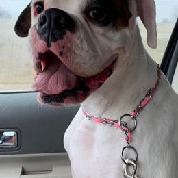 Boxers and French Bulldogs from Janis Whalen