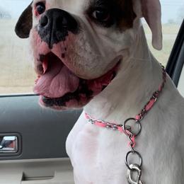 Boxers and French Bulldogs from Janis Whalen