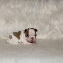 Guppy - Blue female Boston Terrier puppy in Gore, Oklahoma from Freedom Frenchies N Bostons