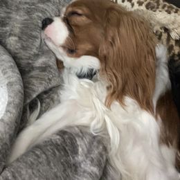 Cavalier King Charles Spaniels from Baker Family Cavalier King Charles Spaniels