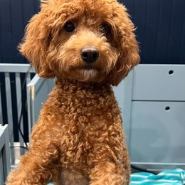 Cinder - Poodle