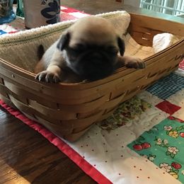 Girl 3 - Fawn female Pug puppy in Lookout, West Virginia from Khloe’s WV Pugs