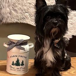 Alyx - Yorkshire Terrier