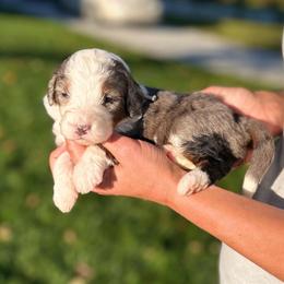 Caroline - Blue merle female Bernedoodle puppy in Sugarcreek, Ohio from Cuddly Companion Doodles