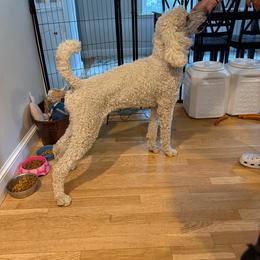 Callie - Poodle