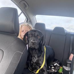 Lil Bit of Luck- Bitzy - Black and white female German Shorthaired Pointer puppy in Conroe, Texas from Third Coast Pointers