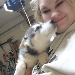 Siberian Husky Puppies from Spirit of the Moon Siberians