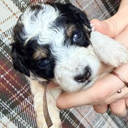 Light Pink - Tri-color female Bernedoodle puppy in Grandview, Texas from Big Sky Bernedoodles